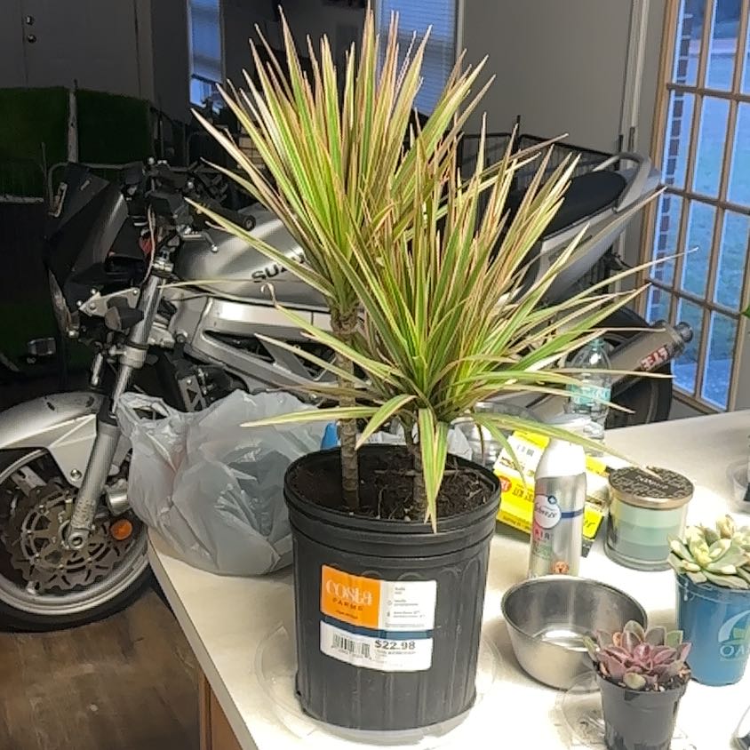 Photo of the plant species Dragon Tree by @SturdyRedwood50 named Nithin on Greg, the plant care app