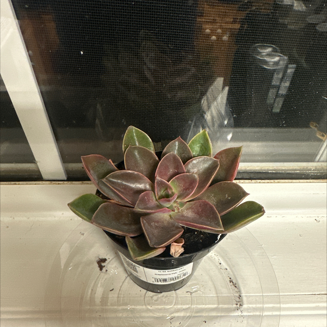 Photo of the plant species Graptoveria 'Jules' by @SturdyRedwood50 named Miley on Greg, the plant care app