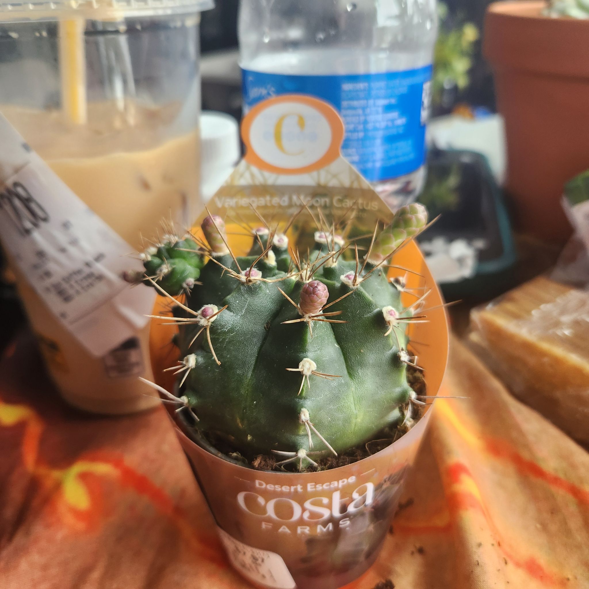 Photo of the plant species Variegated Moon Cactus by @HandyBlueelf16 named Kylie on Greg, the plant care app