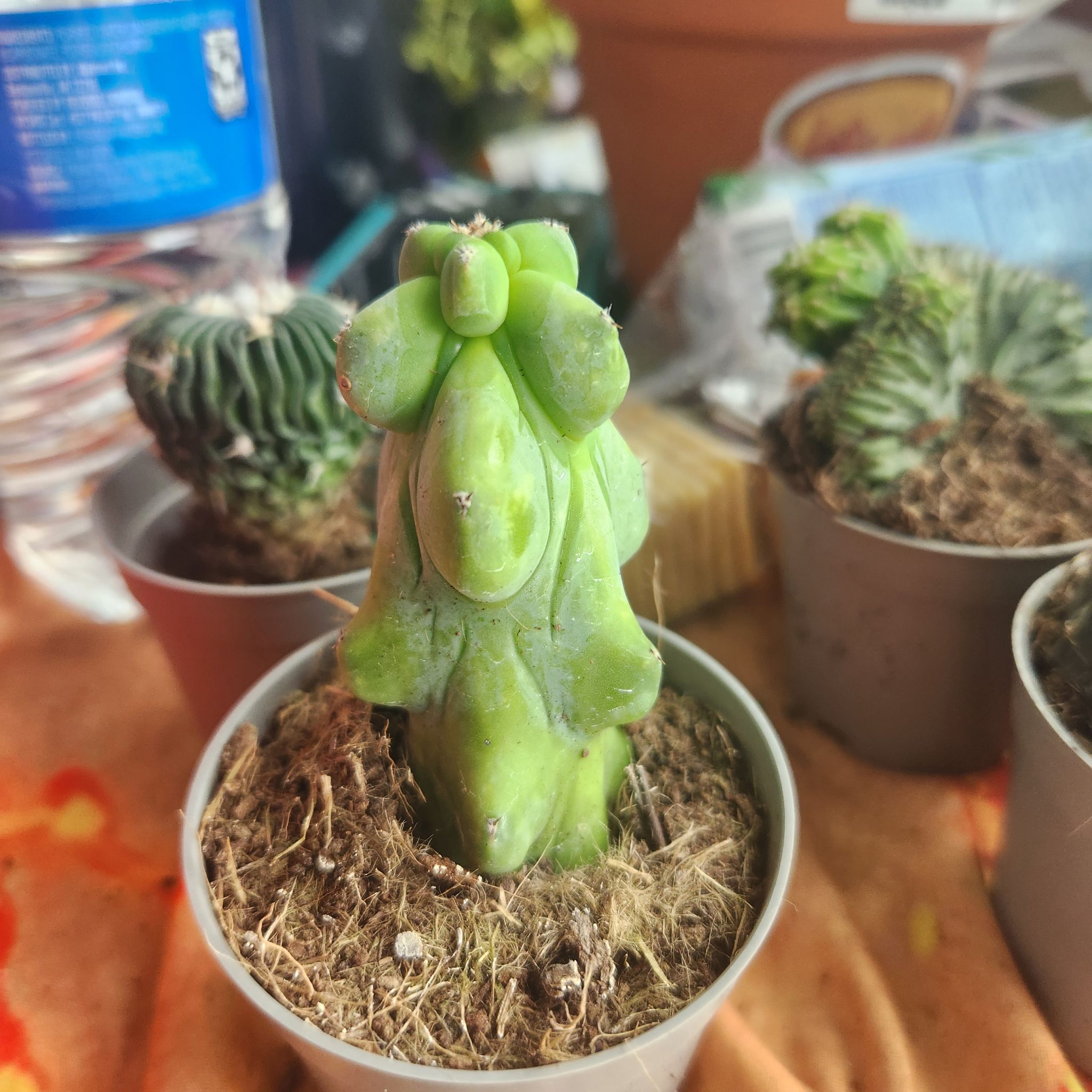 Photo of the plant species Boobie cactus by @HandyBlueelf16 named Madonna on Greg, the plant care app