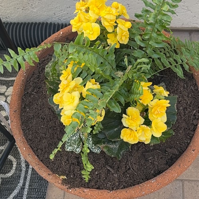 Photo of the plant species African Senna by @FunAppletree12 named Michelle Branch on Greg, the plant care app