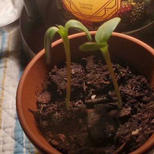 Photo of the plant species Sunspot Dwarf Sunflower by @GoodMedeola65 named Morgan Treeman on Greg, the plant care app