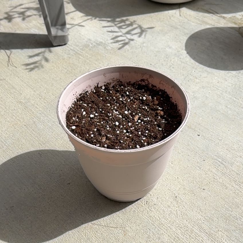 Photo of the plant species White Lisbon Onion by @FoxyJicaro15 named Peter Parker on Greg, the plant care app