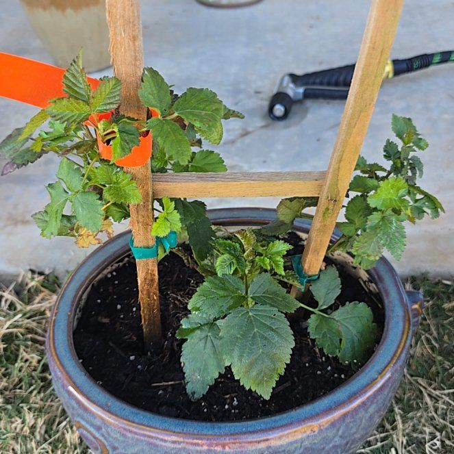 Photo of the plant species Thornless Blackberry by @UberFlatpea71 named Barry White on Greg, the plant care app