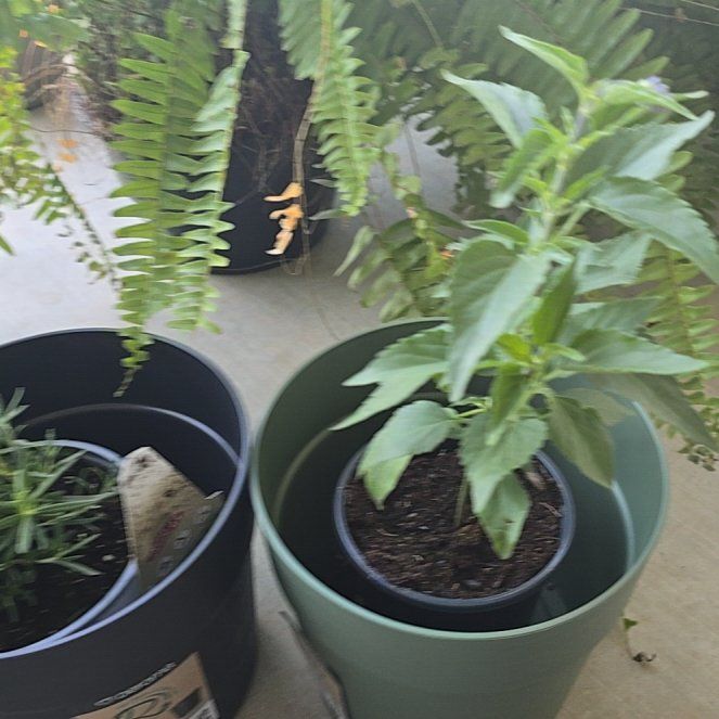 Photo of the plant species Henry Duelberg Mealy Blue Sage by @UberFlatpea71 named Nicholas Sage on Greg, the plant care app