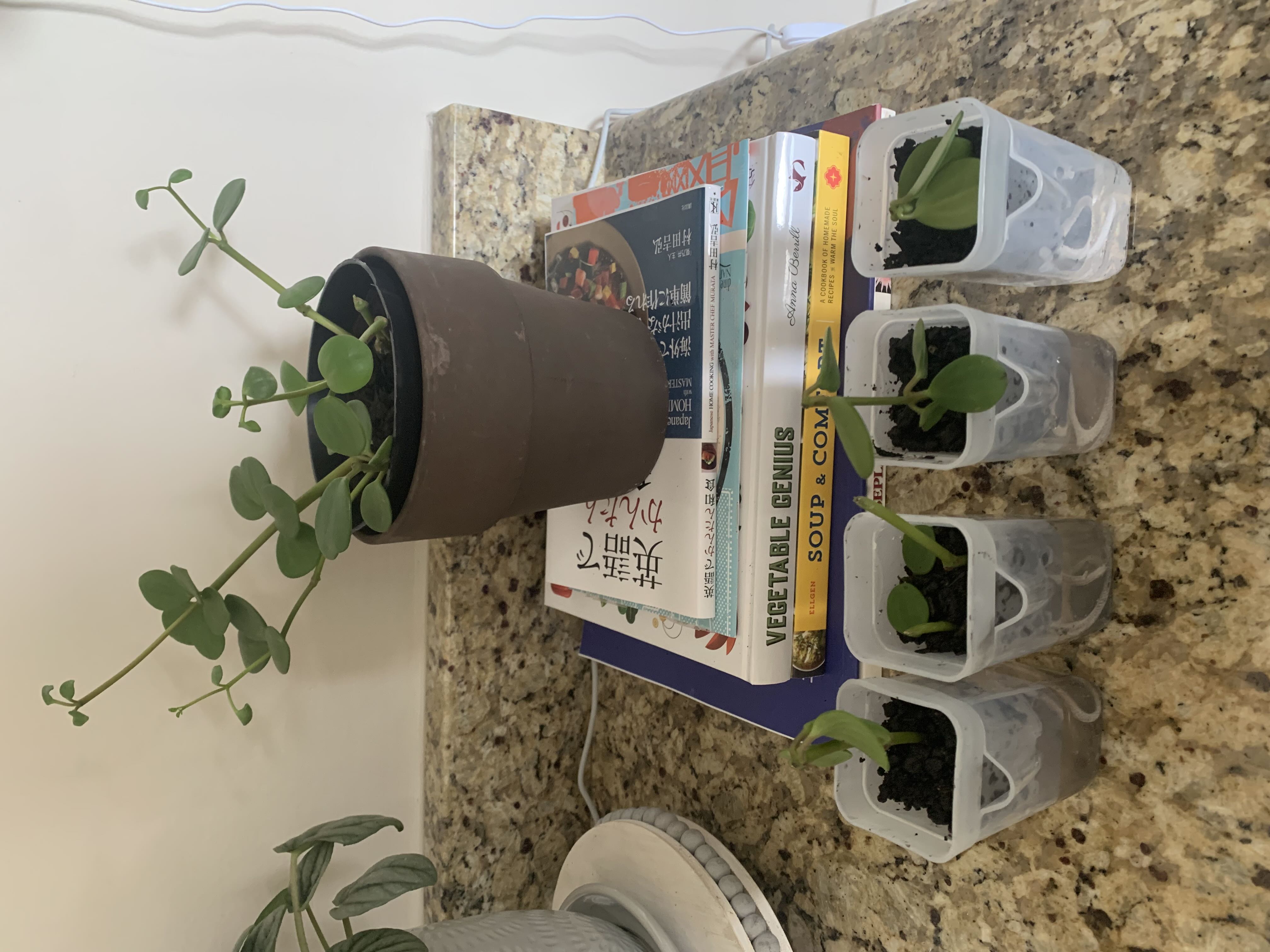 Photo from the post