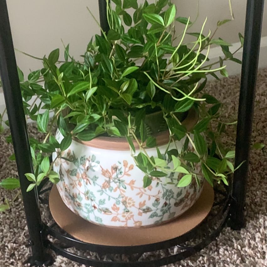 Photo of the plant species Beetle Peperomia by @Kski1992 named Phoebe “Funky Frog” on Greg, the plant care app