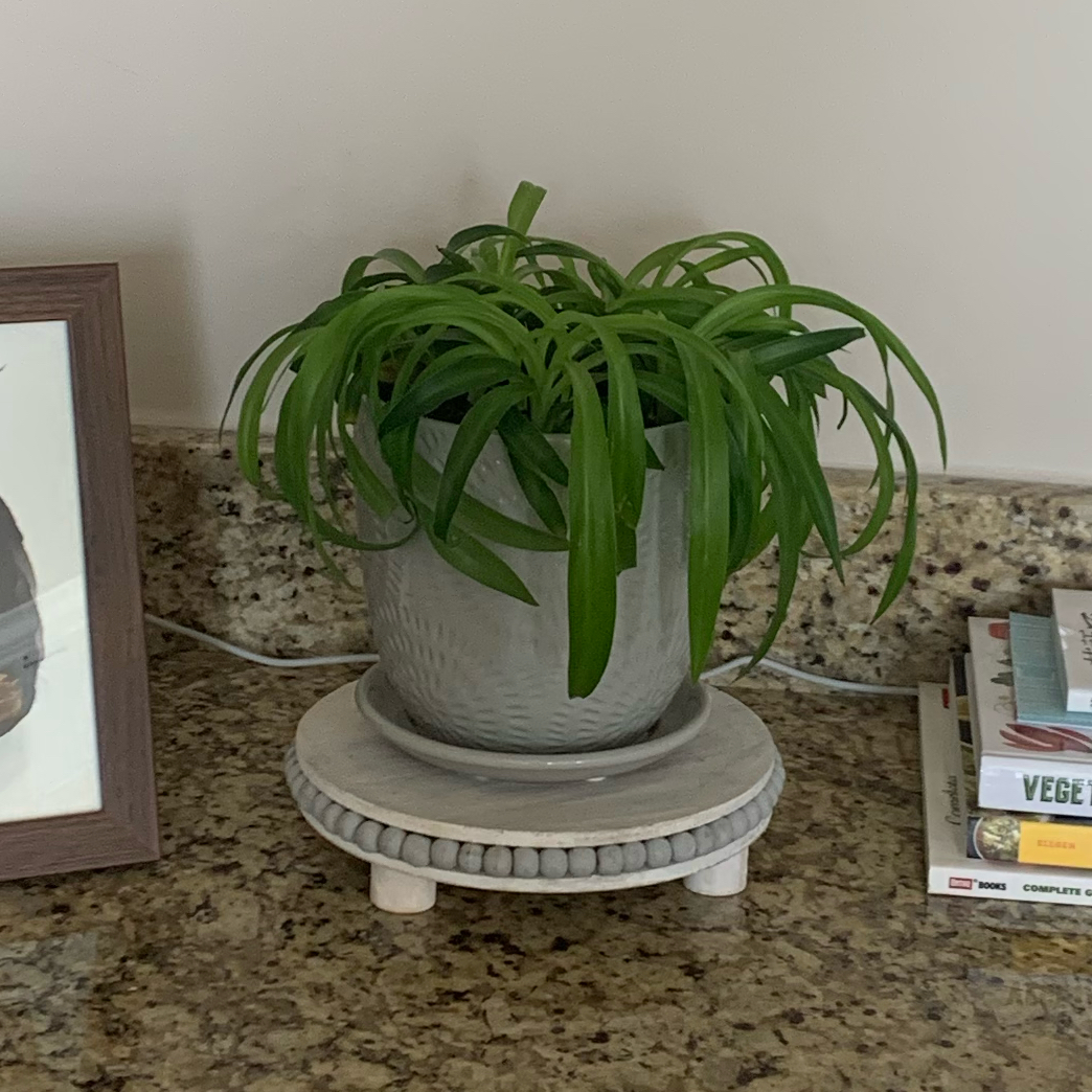 Photo of the plant species Solid Green Spider Plant by @Kski1992 named May on Greg, the plant care app