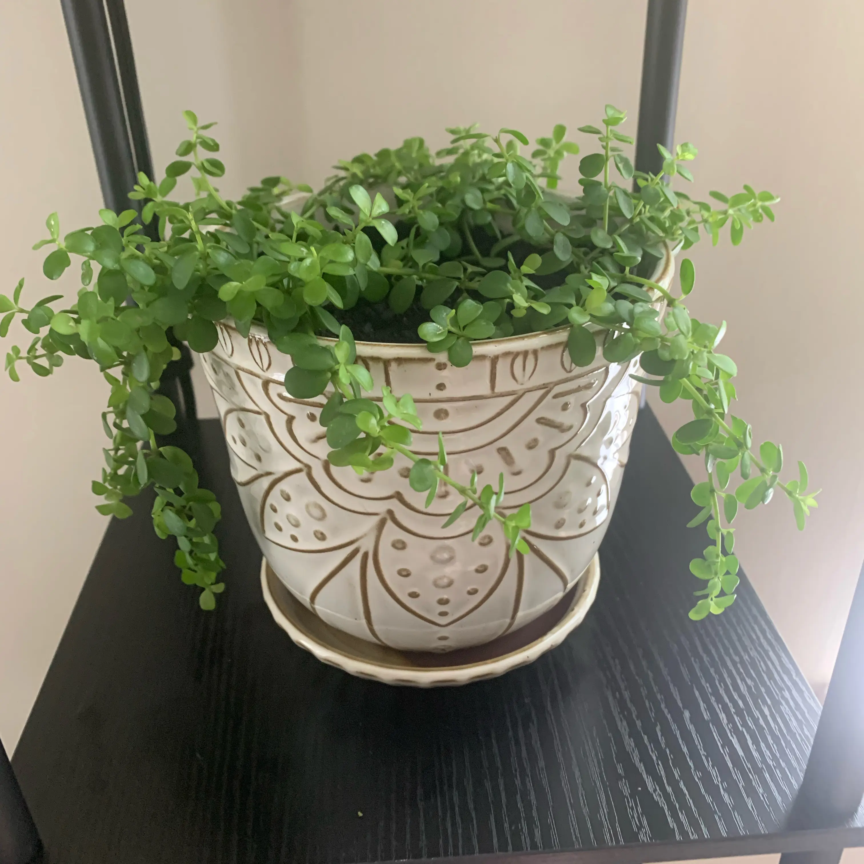 Photo of the plant species Peperomia deppeana by @Kski1992 named Daphne on Greg, the plant care app