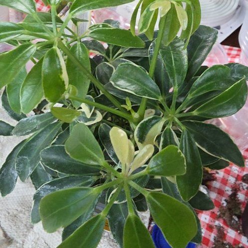 Photo of the plant species Moondrop Schefflera by @AthleteBokchoi named Tupot amaroot on Greg, the plant care app