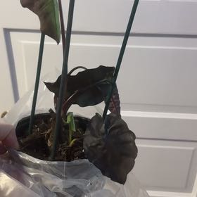 Photo of the plant species Colocasia 'Redemption' PP34,729 by @NewBanana35 named Navajo on Greg, the plant care app