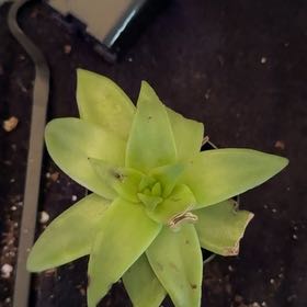 Photo of the plant species Giant Chalk Dudleya by @NewBanana35 named Gomez on Greg, the plant care app