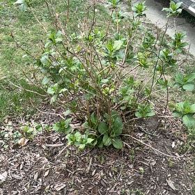 Photo of the plant species Blue Porterweed by @NewBanana35 named Muhammad Ali on Greg, the plant care app
