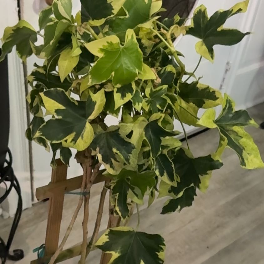 Photo of the plant species Angyo Star Fatsia by @NewBanana35 named Dolores on Greg, the plant care app