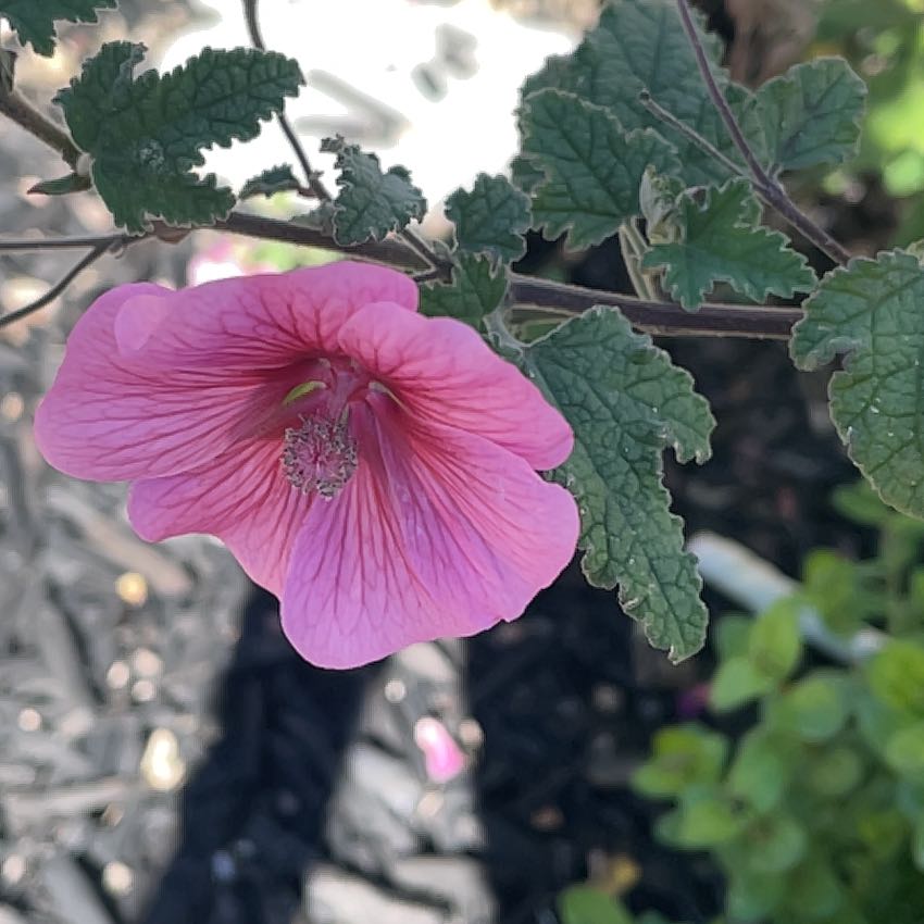 Photo of the plant species Royal Mallow by @LaudableBalsam named Kardashian on Greg, the plant care app