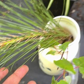 Photo of the plant species Loblolly Pine by @SageChisme94 named Shakira on Greg, the plant care app