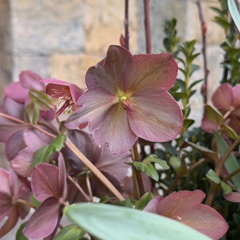 Photo of the plant species Christmas Rose by @KeenFlax87 named Coco on Greg, the plant care app