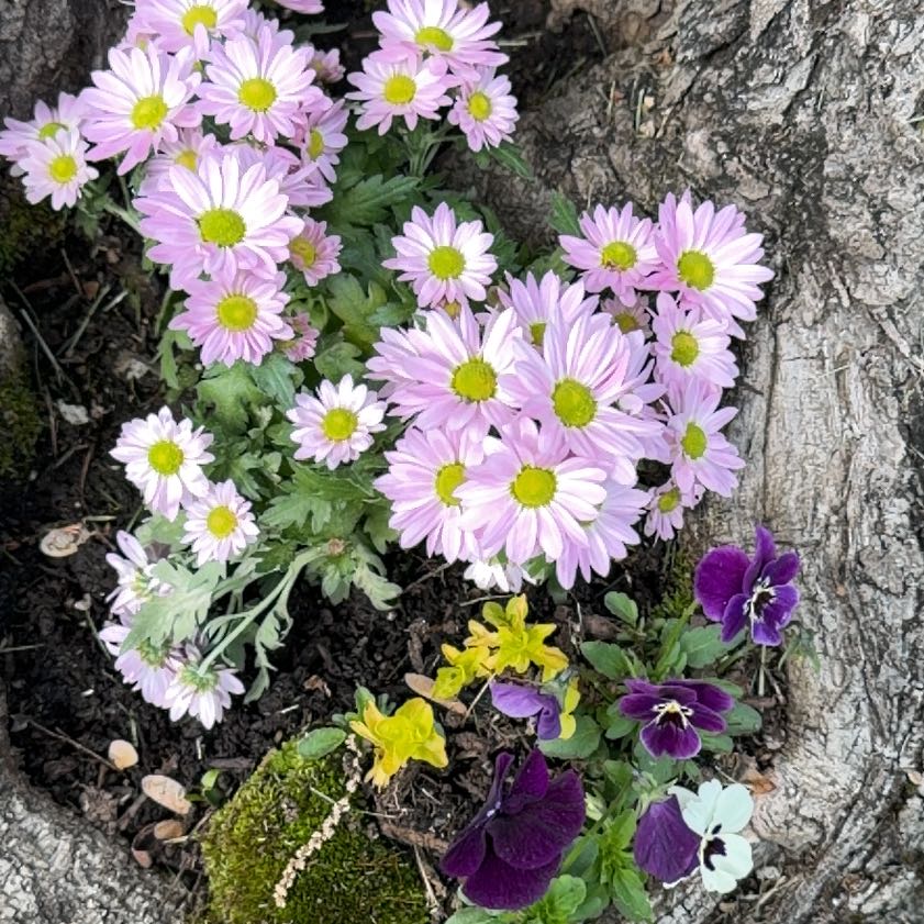 Photo of the plant species Chrysanthemum by @KeenFlax87 named McKinley on Greg, the plant care app
