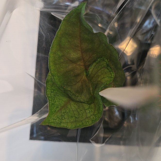 Photo of the plant species Cutleaf Groundcherry by @ZarfBogarum65 named Kendall on Greg, the plant care app