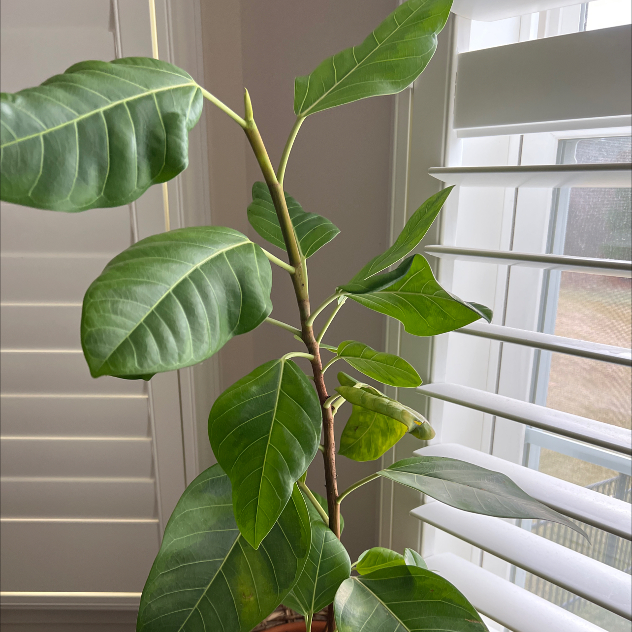 Council Tree plant photo by @RinnyK named Stanley on Greg, the plant care app.
