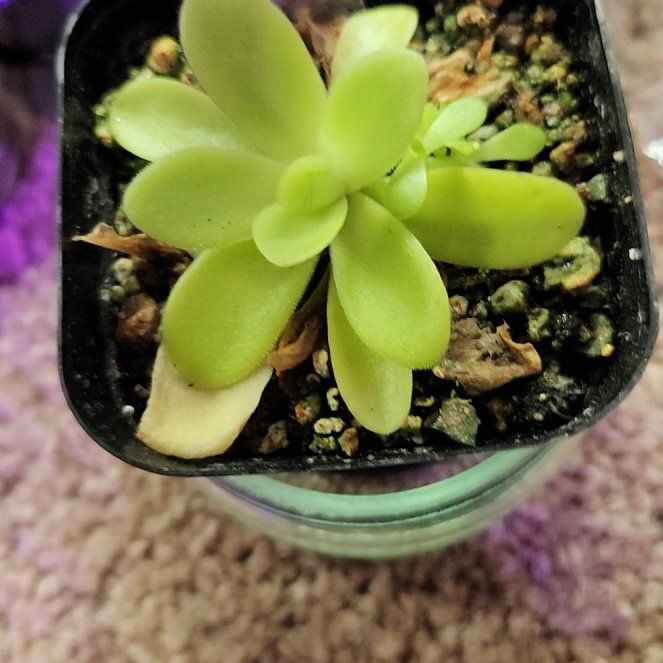 Photo of the plant species Mexican Butterwort by @herbmama2 named Hestia on Greg, the plant care app