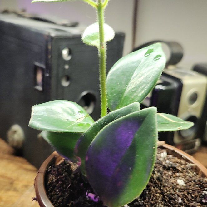 Photo of the plant species Variegated Lipstick Vine by @herbmama2 named Hera on Greg, the plant care app