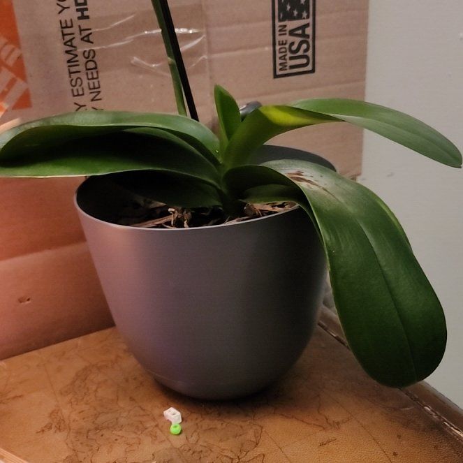Photo of the plant species Orchid by @herbmama2 named Aristotle on Greg, the plant care app