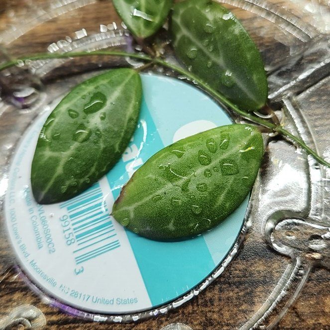 Photo of the plant species Watermelon Dischidia by @herbmama2 named Apollo on Greg, the plant care app