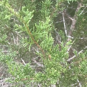 Photo of the plant species Ashe Juniper by @HeartyFantasy14 named Clooney on Greg, the plant care app