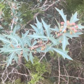 Photo of the plant species Holly Osmanthus by @HeartyFantasy14 named Tupot amaroot on Greg, the plant care app