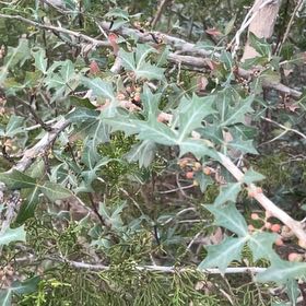 Photo of the plant species Holly Osmanthus by @HeartyFantasy14 named Nithin on Greg, the plant care app