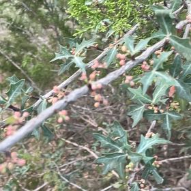 Photo of the plant species Holly by @HeartyFantasy14 named Cleopatra on Greg, the plant care app