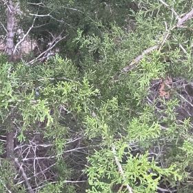 Photo of the plant species Ashe Juniper by @HeartyFantasy14 named Zion on Greg, the plant care app