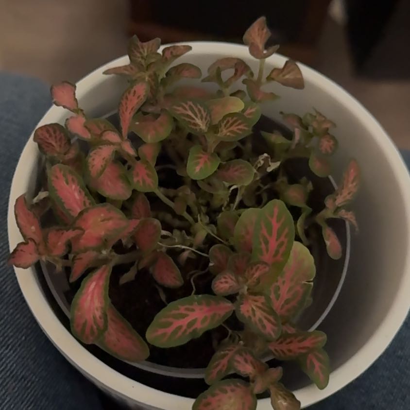 Photo of the plant species Fittonia by @SageCatmint41 named Bodhi on Greg, the plant care app