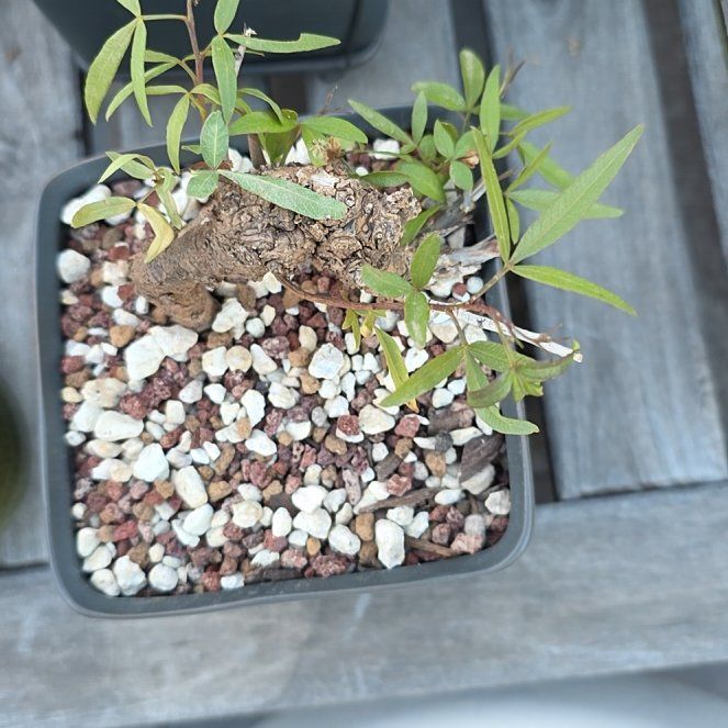 Photo of the plant species African Sumac by @ProBlueberry45 named Diana on Greg, the plant care app