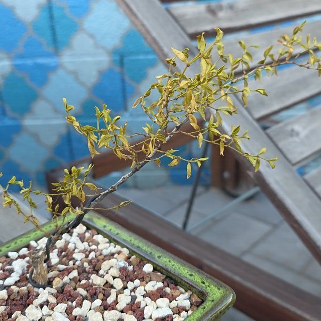 Photo of the plant species Creosote Bush by @ProBlueberry45 named Lavender on Greg, the plant care app