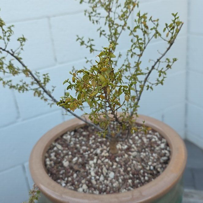 Photo of the plant species Creosote Bush by @ProBlueberry45 named Leonardo on Greg, the plant care app