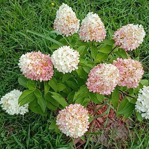 Photo of the plant species Panicle Hydrangea by @BelovedAgboy13 named Oscar on Greg, the plant care app