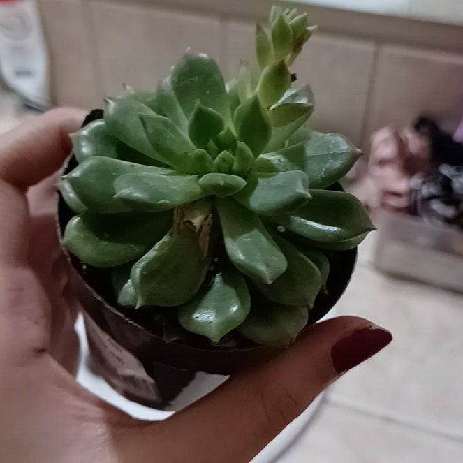 Photo of the plant species Echeveria 'Sleepy' by @CuteSalad29 named Harriet on Greg, the plant care app