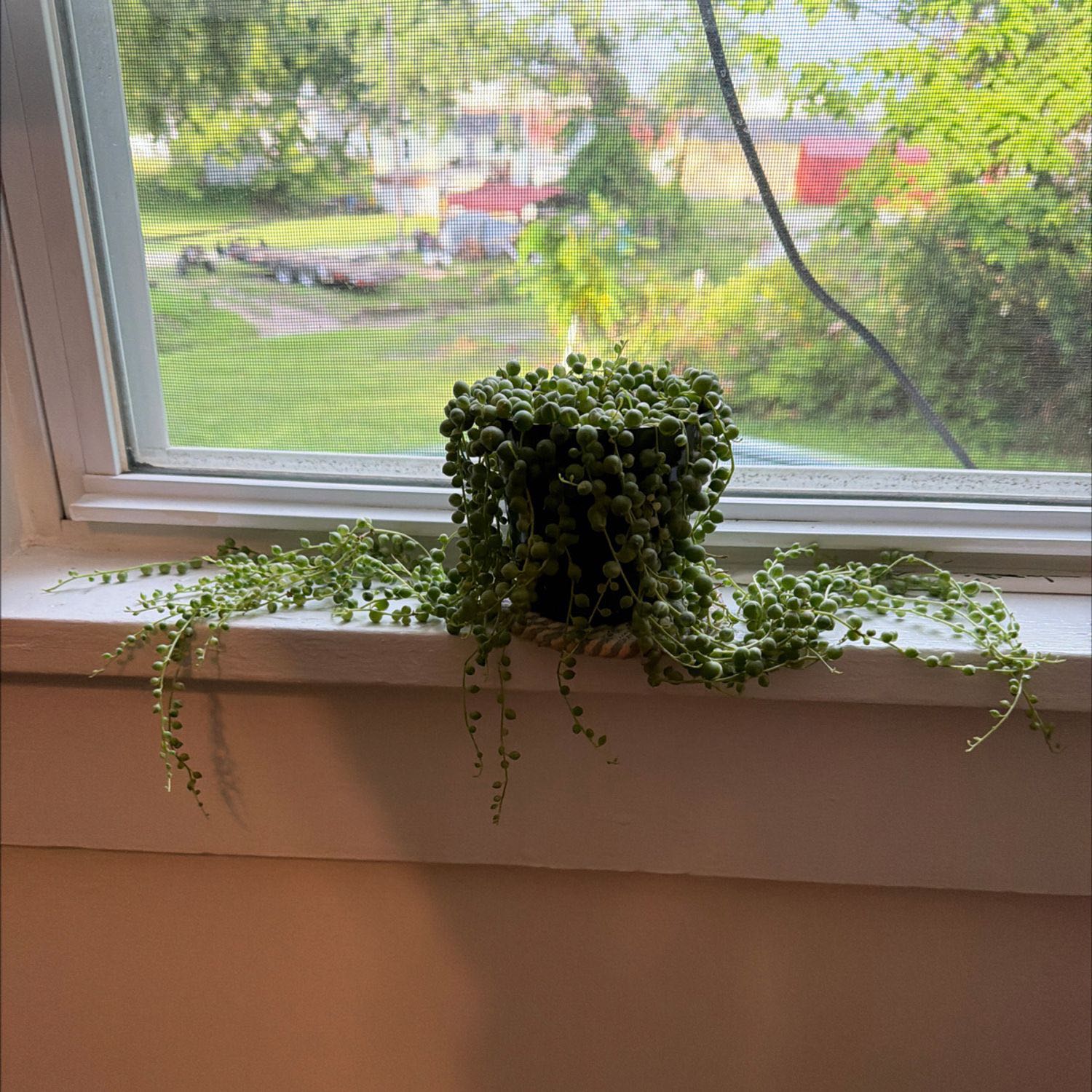Photo from the post