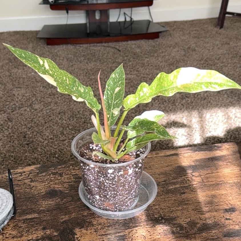 Photo of the plant species Philodendron Ring Of Fire by @br3nna named Gates on Greg, the plant care app