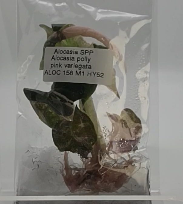 Photo from the post