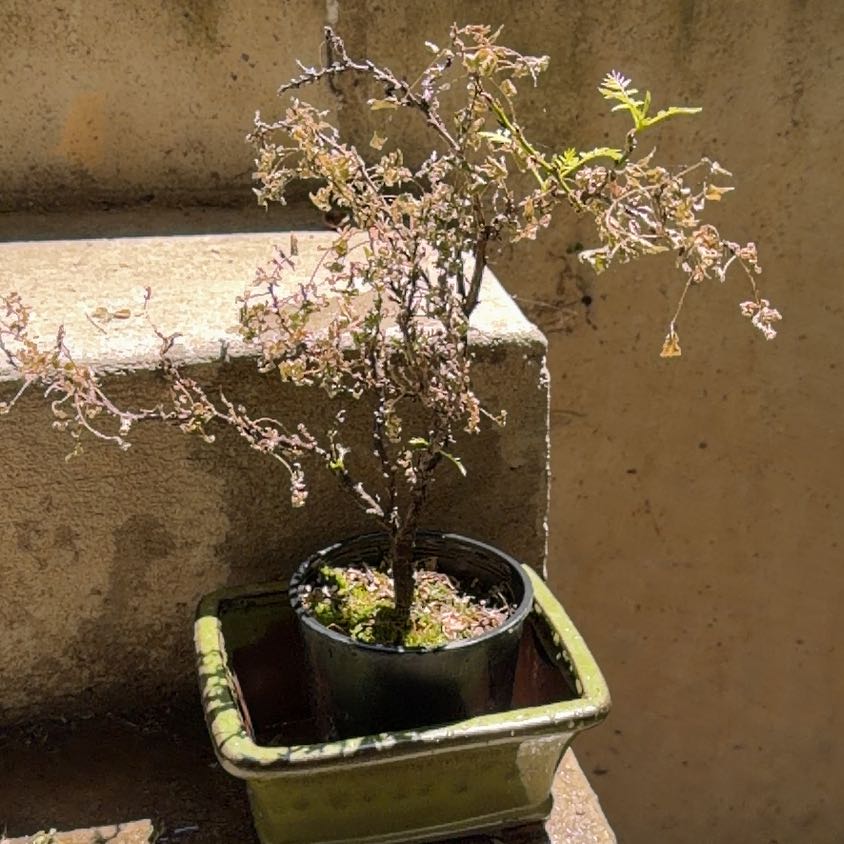 Photo of the plant species Dwarf Wisteria by @br3nna named Gia on Greg, the plant care app