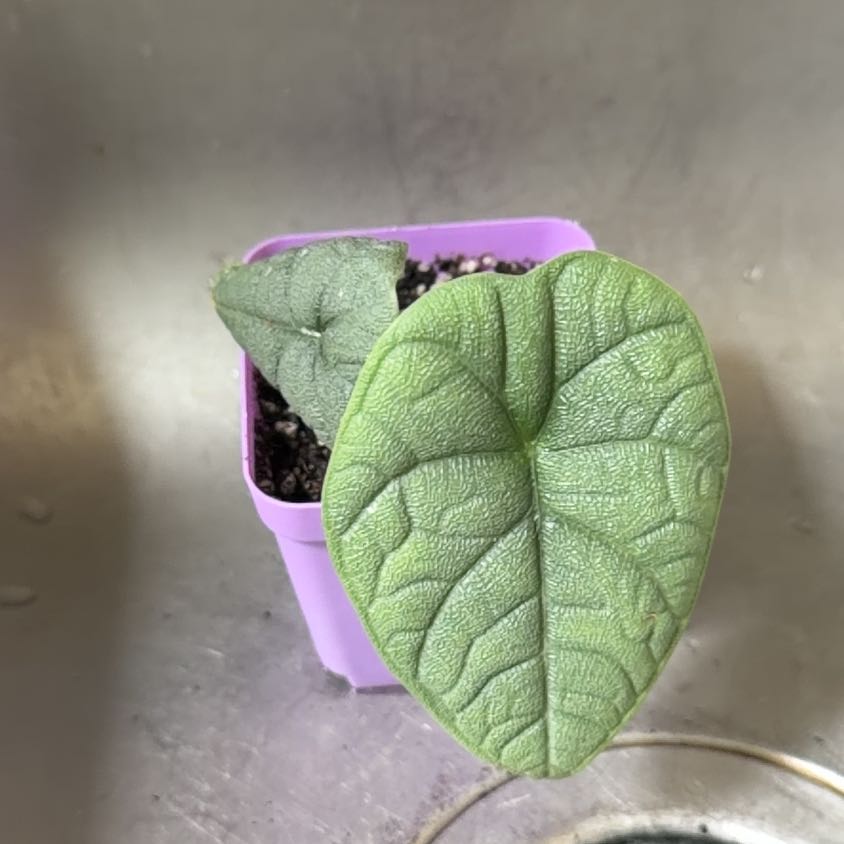 Photo of the plant species Alocasia 'Rugosa' by @br3nna named Gussie on Greg, the plant care app