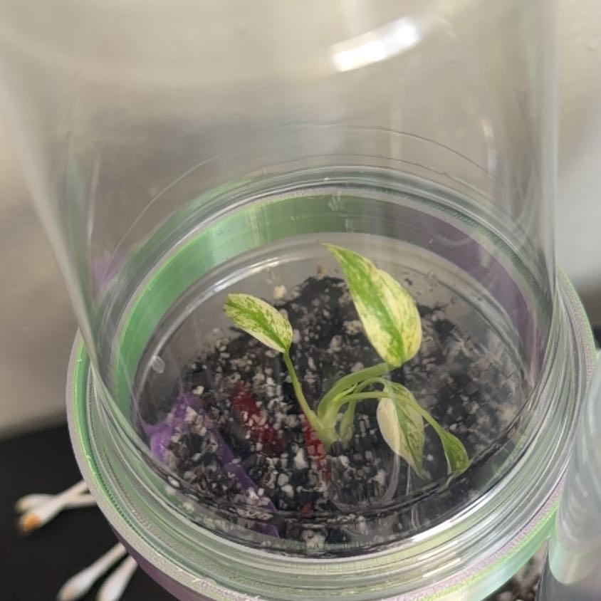 Photo of the plant species Monstera Mint by @br3nna named Maya on Greg, the plant care app