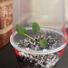 Photo of the plant species Anthurium Dark Phoenix by @br3nna named Einstein on Greg, the plant care app