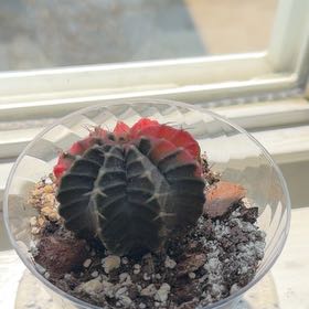 Photo of the plant species Gymnocalycium by @br3nna named Michelle Branch on Greg, the plant care app