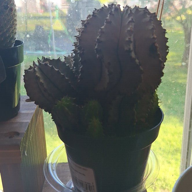 Photo of the plant species Snowflake Euphorbia by @RadWaterlily59 named Messi on Greg, the plant care app
