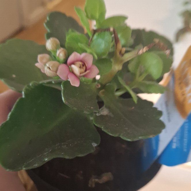Photo of the plant species Bellis Ficus by @RadWaterlily59 named Treeyoncé on Greg, the plant care app