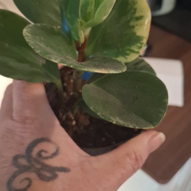 Photo of the plant species Golden Gate Peperomia by @RadWaterlily59 named James Dean on Greg, the plant care app